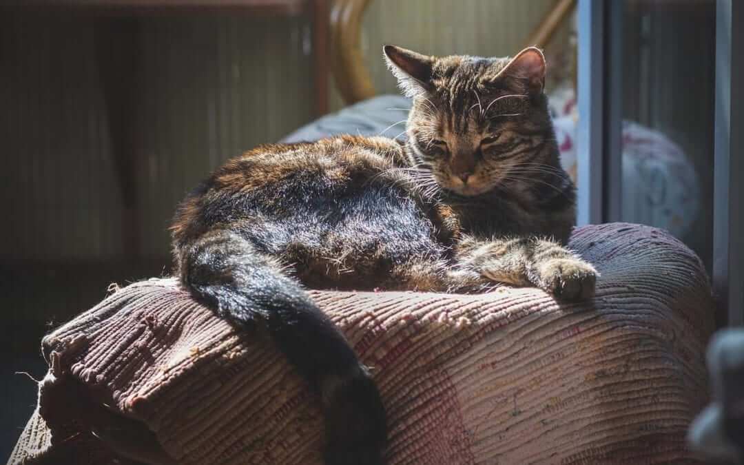 What To Expect When Your Kitty Becomes a Senior Cat