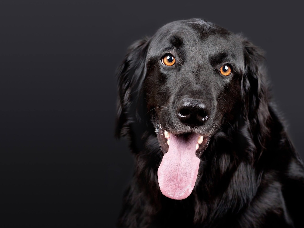 preventive care breed specific
