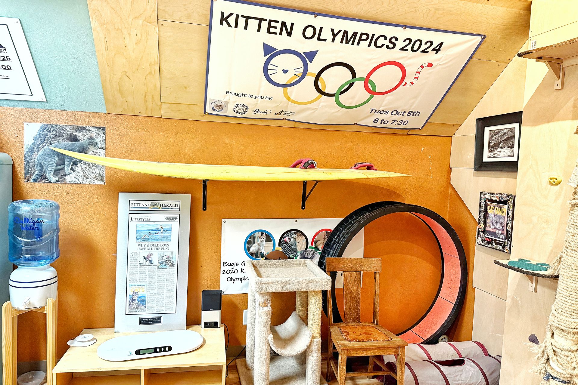 Kitten Olympics 2024 Gym