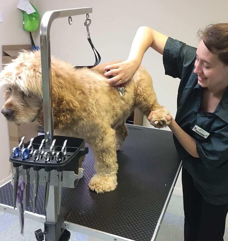 Dog-Grooming