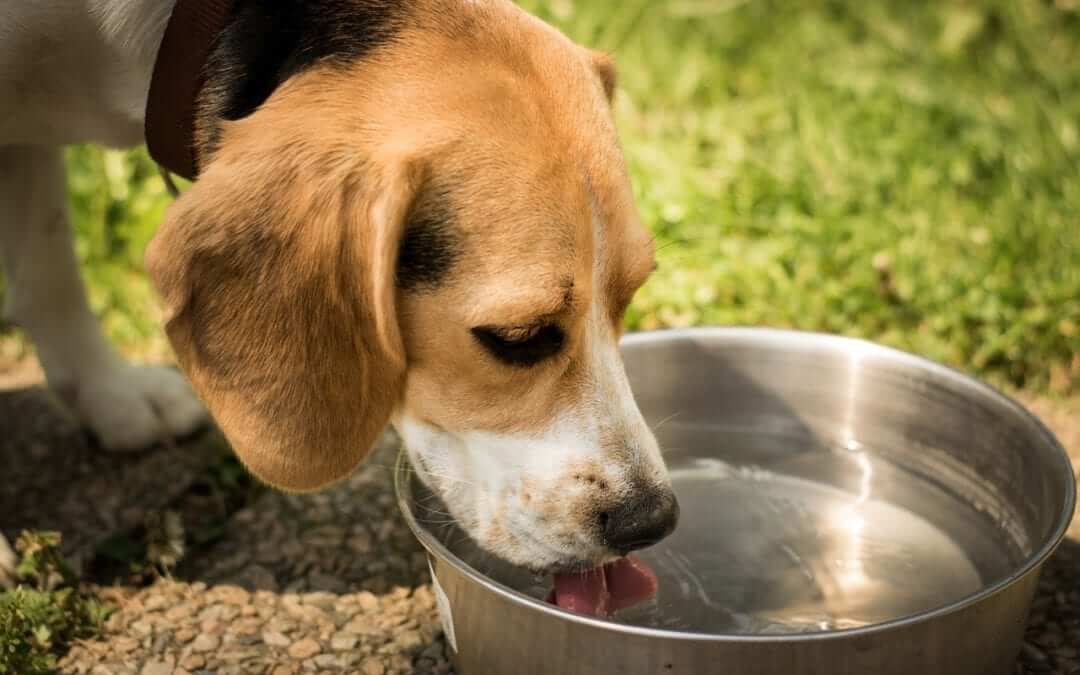 Preventing Heat Stroke In Dogs And Cats