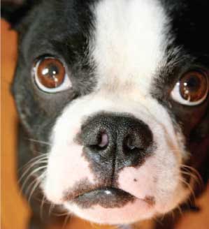 boston-terrier