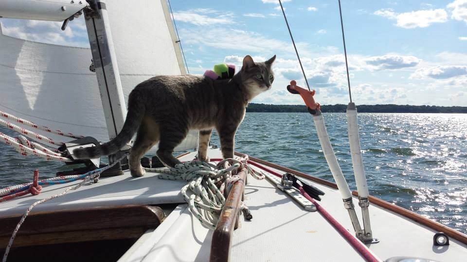 cat_boat