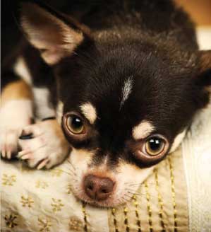 chihuahua