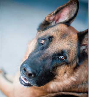 german-shepherd