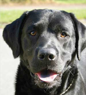 labrador-retriever