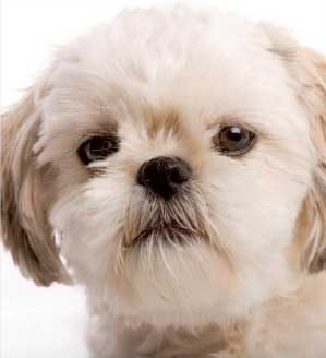 shih-tzu