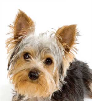 yorkshire-terrier