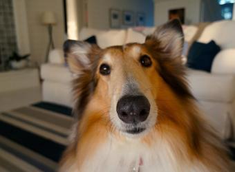 Pet Health Technology Ecosystem Research