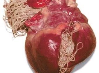 The lengthy, unpleasant reality of heartworm treatment