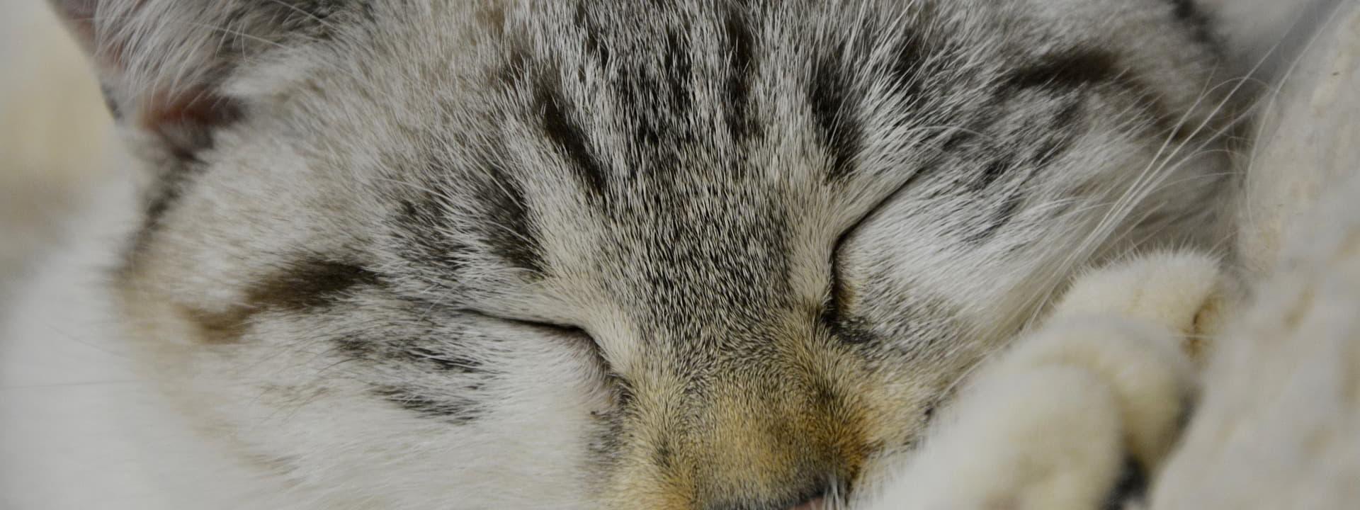 cat sleeping