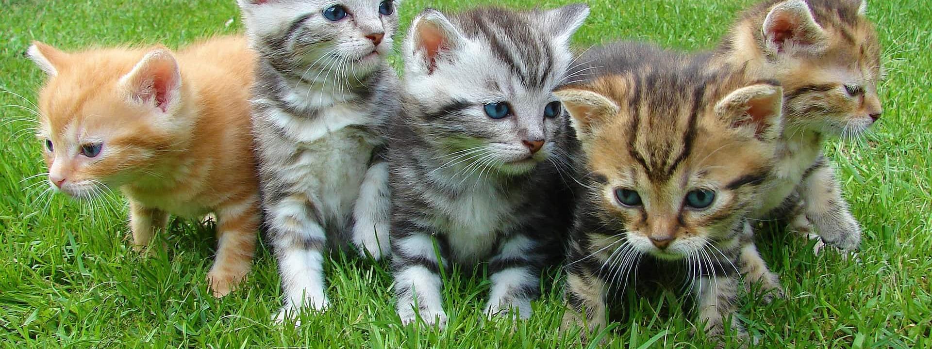 kittens