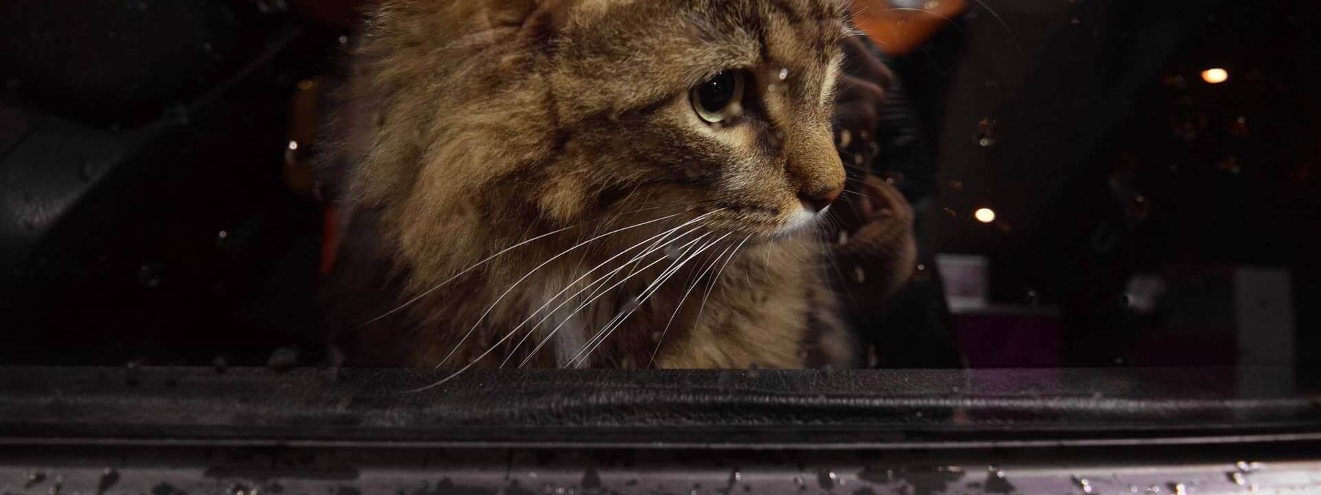 Traveling With Your Cat